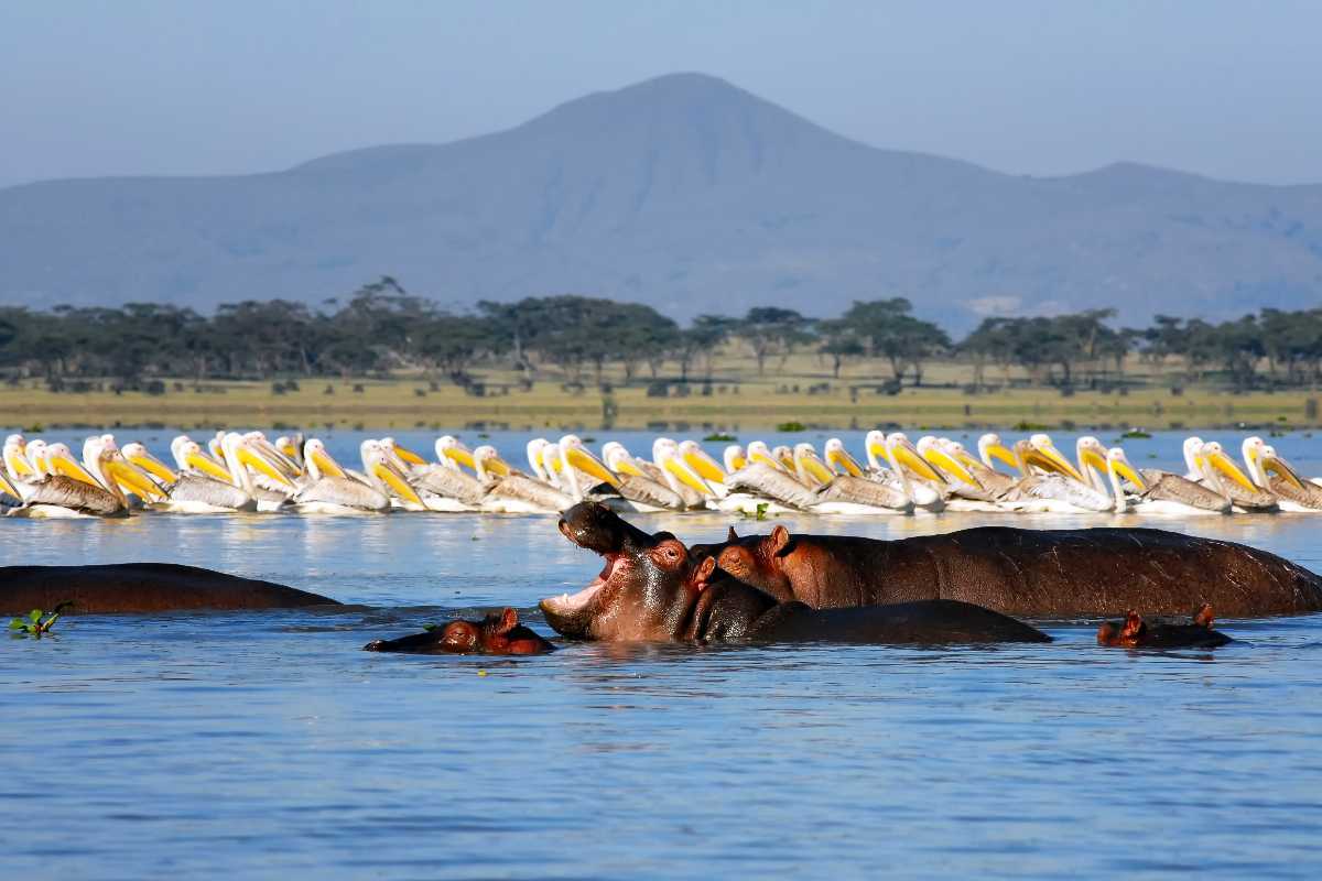 10 best tourist attractions in Lake Naivasha national park on Kenya wildlife safari tour